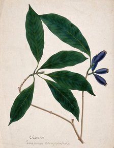 Clove plant (Syzygium aromaticum): stem with flower buds, c1833. Creator: Unknown.