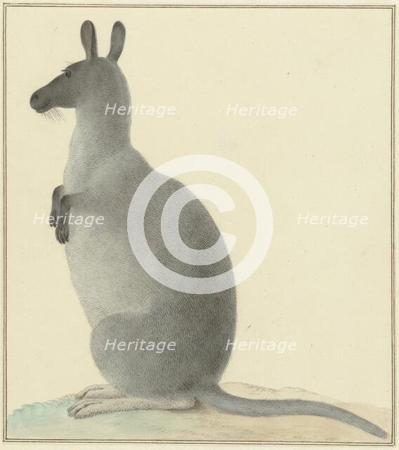 Kangaroo, 1763-1834. Creator: Izaak van Haastert.
