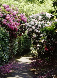 Rhododendrons lining a path in the gardens of Kenwood House, Hampstead, London, c1990-c2010. Artist: Nigel Corrie.