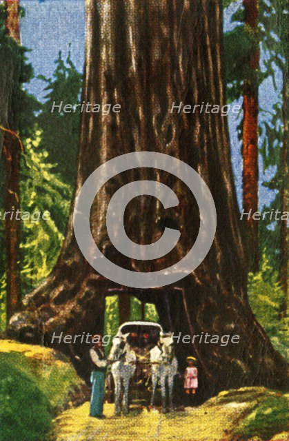 Giant Redwood in California, c1928. Creator: Unknown.