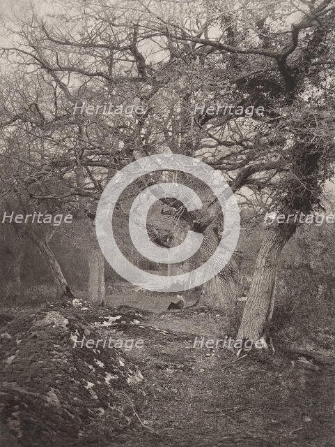 Forêt de Fontainebleau, 1870s. Creator: William Harrison.