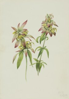 Spotted Bee Balm (Monarda punctata), 1919. Creator: Mary Vaux Walcott.