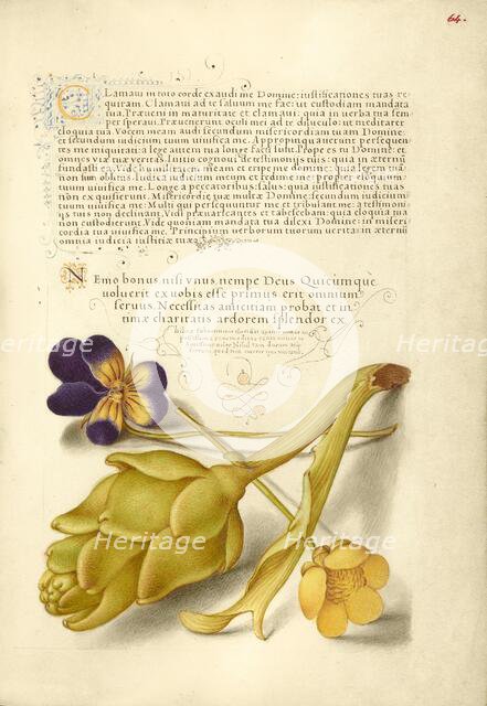 Wild Pansy and Artichoke; Mira calligraphiae monumenta, 1561-1562; illumination added 1591-1596. Creator: Joris Hoefnagel.