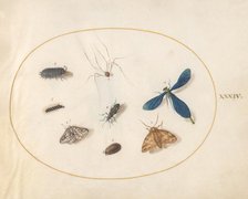 Plate 34: Two Moths with a Spider, a Caterpillar, and Four Other Insects, c. 1575/1580. Creator: Joris Hoefnagel.