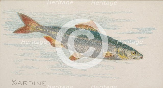 Sardine, from the Fish from American Waters series (N8) for Allen & Ginter Cigarettes Brands, 1889. Creator: Allen & Ginter.