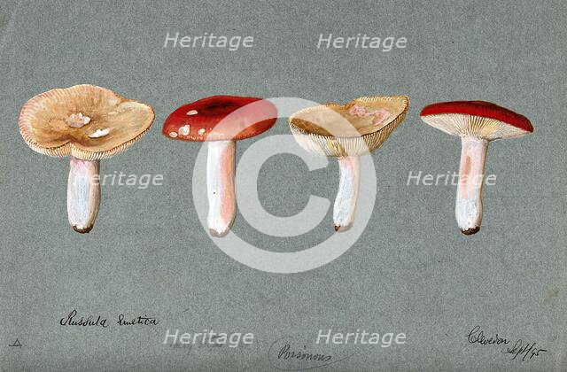 The sickener fungus (Russula emetica): four fruiting bodies, 1895. Creator: Unknown.