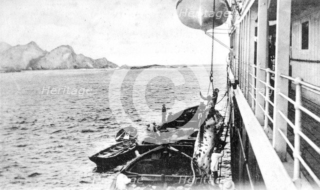 Winching a cow onto a boat off the coast of Chile, c1900s. Artist: Unknown