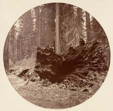 The Father of the Forest 450 ft C. Grove, ca. 1878. Creator: Carleton Emmons Watkins.