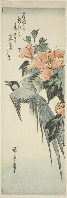 Long-tailed bird and hibiscus, 1830s-1840s. Creator: Ando Hiroshige.