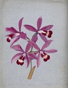 An orchid (?Laelia anceps): flowering stem. Creator: Unknown.