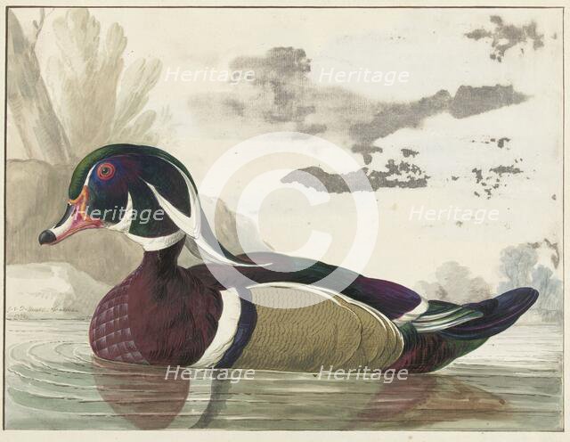 Carolina duck, 1771. Creator: Gerrit van den Heuvel.