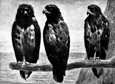 Three Watchers - by H. Stacy Marks, R.A., 1895. Creator: George Meisenbach.