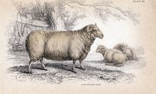 Dishley (New Leicester) Ram, c1840. Artist: Unknown