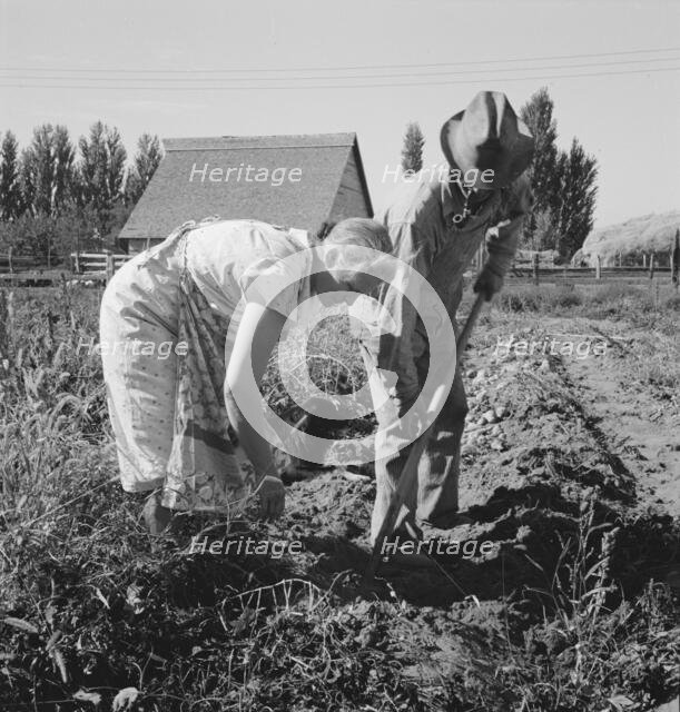 Couple digging their sweet potatoes in the fall, Irrigon, Morrow County, Oregon, 1939. Creator: Dorothea Lange.