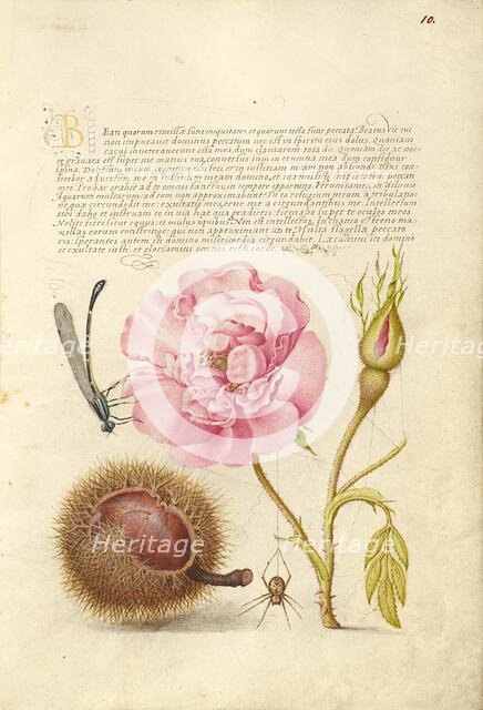 Damselfly, French Rose, Spanish Chestnut, and Spider, 1561-1562; illumination added 1591-1596. Creator: Joris Hoefnagel.