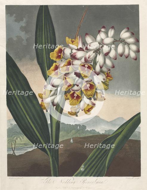 The Temple of Flora, or Garden of Nature: The Nodding Renealmia, 1801. Creator: Robert John Thornton (British, 1768-1837).