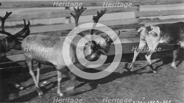 Pastolik reindeer herd in corral, between c1900 and c1930. Creator: Unknown.