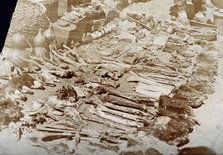 Materia medica from a Chinese apothecary's shop: heads and beaks of birds,..., c1905. Creator: Unknown.