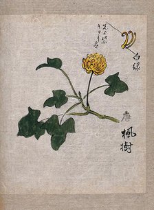 A plant, possibly a knotweed (Polygonum species): flowering stem and leaves. Creator: Unknown.