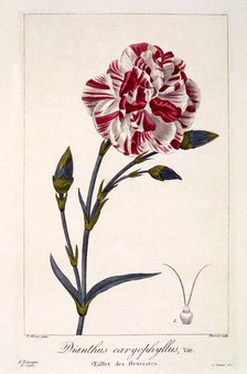 Dianthhus caryophyllus,  pub. 1836. Creator: Panacre Bessa (1772-1846).