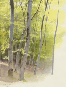 Forest section, 1871. Creator: Carl Theodor Reiffenstein.