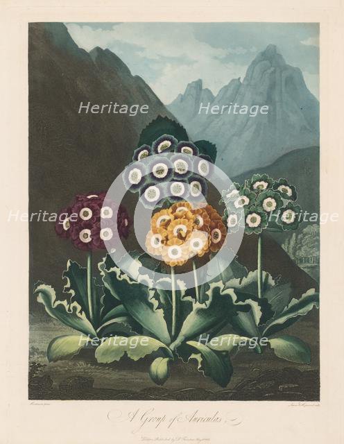 The Temple of Flora, or Garden of Nature: A Group of Auriculas, 1803. Creator: Robert John Thornton (British, 1768-1837).