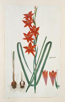 Gladiolus watsonius Thunb. (Watsonia Hysterantha), 1777-1786. Creator: Robert Jacob Gordon.