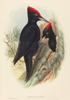 Great Black Woodpecker (Dryocopus martius). Creators: John Gould, Henry Constantine Richter.