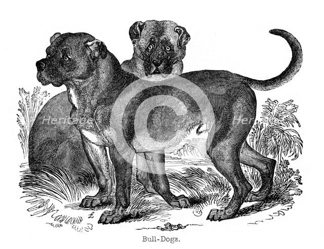 Bulldog, 1848. Artist: Unknown