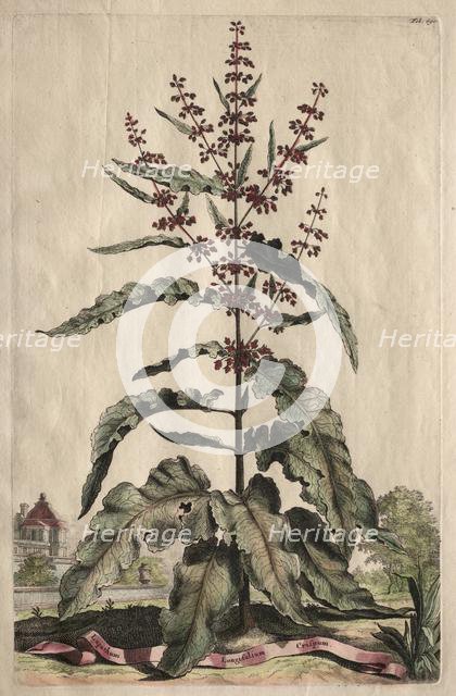 Phytographia Curiosa: Lapathum Longifolium Crispum. Creator: Abraham Munting (Dutch, 1626-1683).