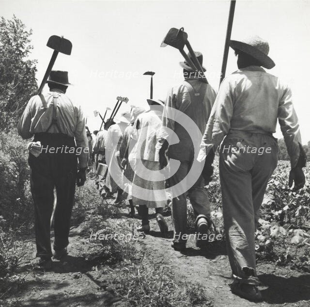These cotton hoers work from 6 a.m. to 7 p.m. for $1.00 near Clarksdale, Mississippi, June-July 1937 Creators: Farm Security Administration, Dorothea Lange.