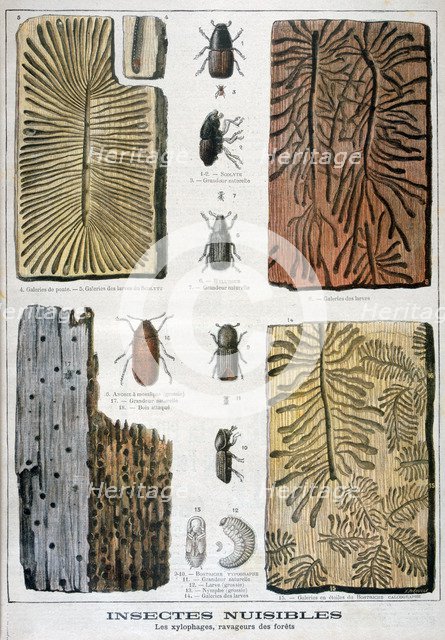 Xylophagous insects that are destructive to forests, 1897. Creator: F Meaulle.