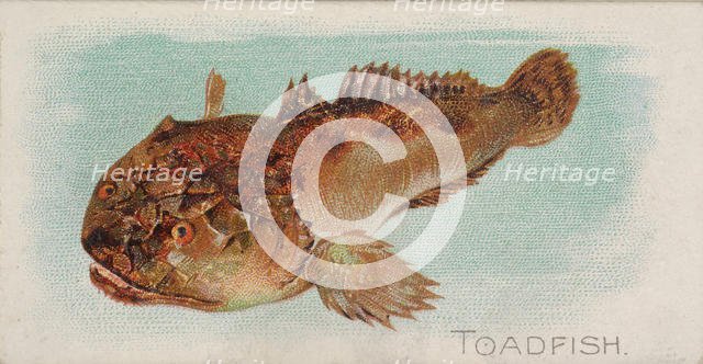 Toadfish, from the Fish from American Waters series (N8) for Allen & Ginter Cigarettes Bra..., 1889. Creator: Allen & Ginter.