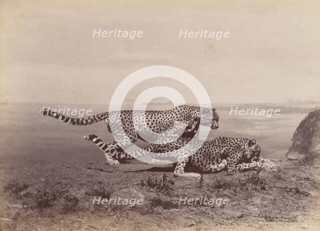 [Two Cheetahs], 1888. Creator: Ottomar Anschütz.