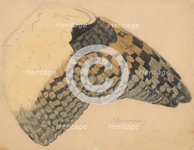 Wing of a long-eared owl, 1898. Creator: Balthasar Meisner.