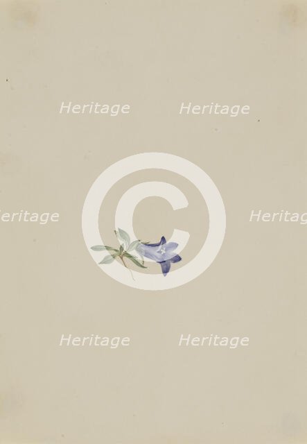 Alpine Harebell (Campanula lasiocarpa), n.d. Creator: Mary Vaux Walcott.