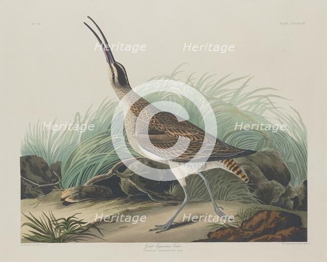 Great Esquimaux Curlew, 1835. Creator: Robert Havell.