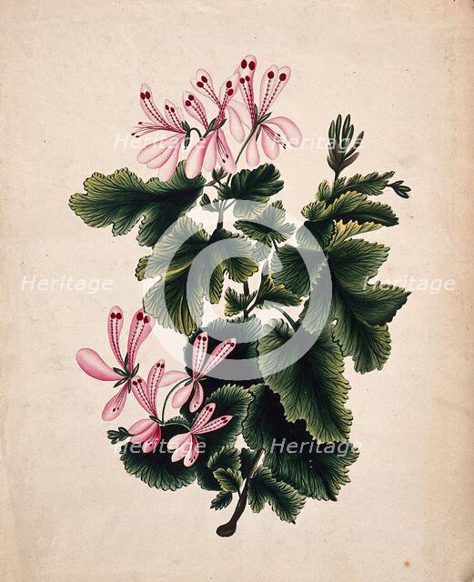 An ornamental geranium (Geranium species): flowering stem. Creator: Unknown.