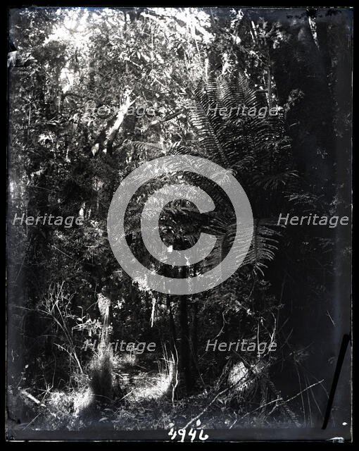 United States Fish Commission Steamer "Albatross" Circumnavigation of South America, 1888. Creator: United States National Museum Photographic Laboratory.