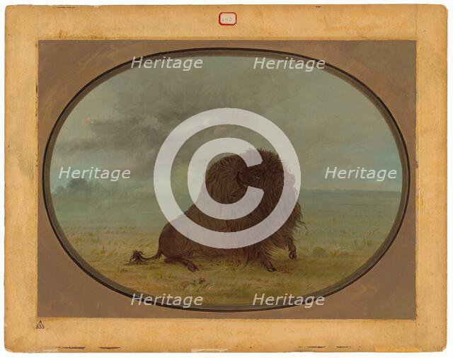 Dying Buffalo Bull, 1861/1869. Creator: George Catlin.