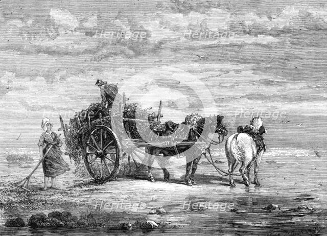 "Carting Seaweed, Coast of Normandy," by S. Bird, from the exhibition of the Royal Academy, 1872. Creator: Unknown.