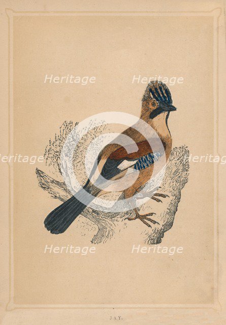 'Jay', (Garrulus glandarius), c1850, (1856). Artist: Unknown.