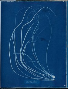 Chorda filium, 1843 or 1844. Creator: Anna Atkins.