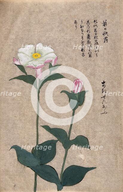 A plant in the Caryophyllaceae family: two flowering stems. Creator: Unknown.