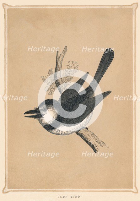 'Puff Bird', (Bucconidae), c1850, (1856). Artist: Unknown.