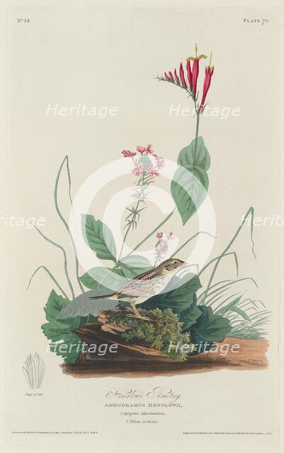 Henslow's Bunting, 1829. Creator: Robert Havell.