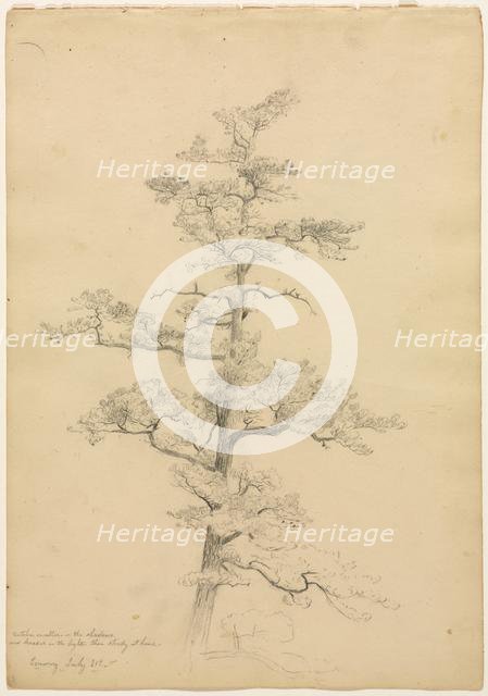 Pine Tree, Conway, New Hampshire (recto); Landscape and Tree Studies (verso), c. 1851. Creator: David Johnson (American, 1827-1908).