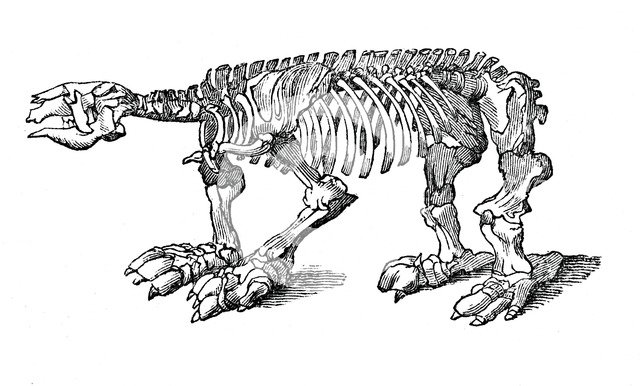 Skeleton of Megatherium, extinct giant ground sloth, 1833.Artist: Jackson