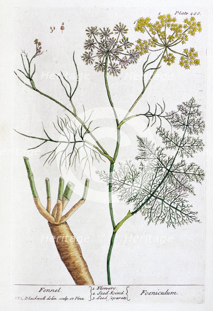 Fennel, 1782. Artist: Elizabeth Blackwell
