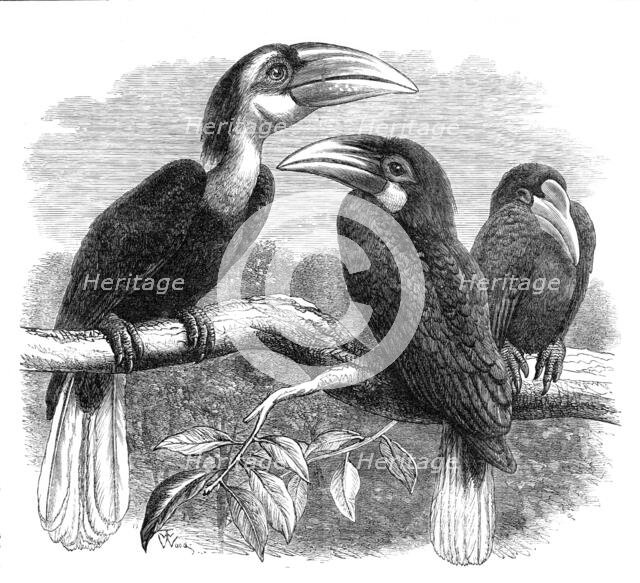 New arrivals at the Zoological Society's Gardens: Hornbills, 1870. Creator: Unknown.